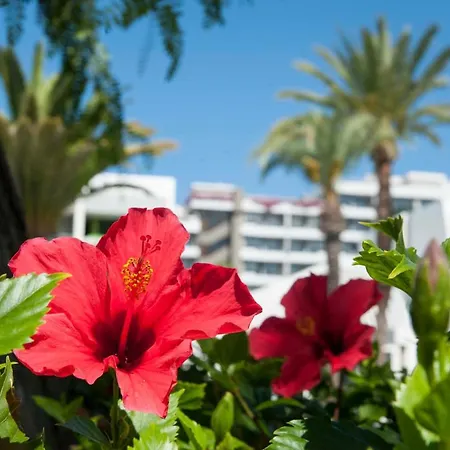 Optimist Deluxe Playa de las Americas (Tenerife)
